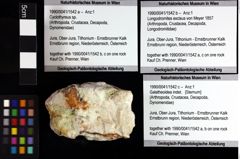 Foto (Objket + Etiketten) von Pithonoton sp. 